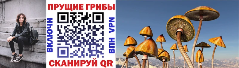 Псилоцибиновые грибы Psilocybine cubensis Купить Алексин
